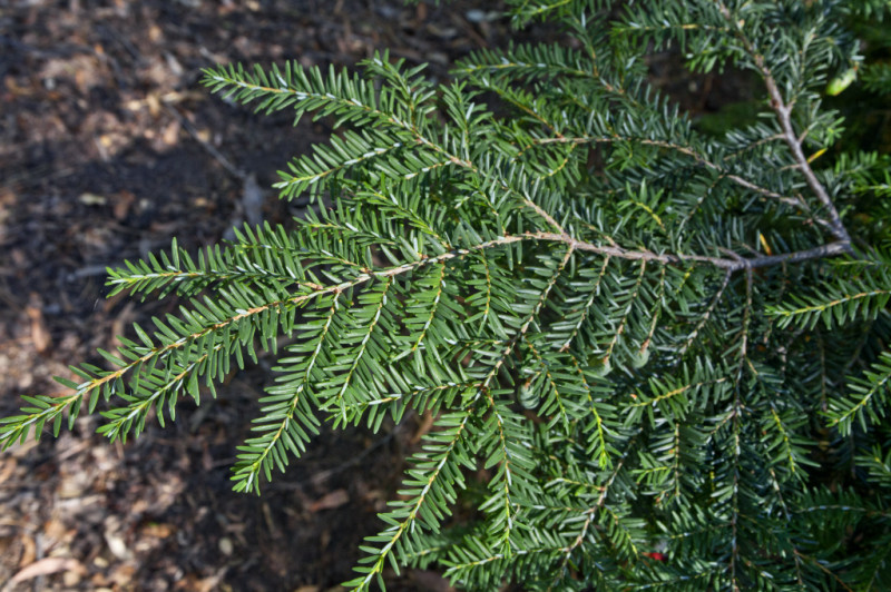 Appalachian Mountain Grown Eastern Hemlock Evergreen Starter 36″ Tall Seedling