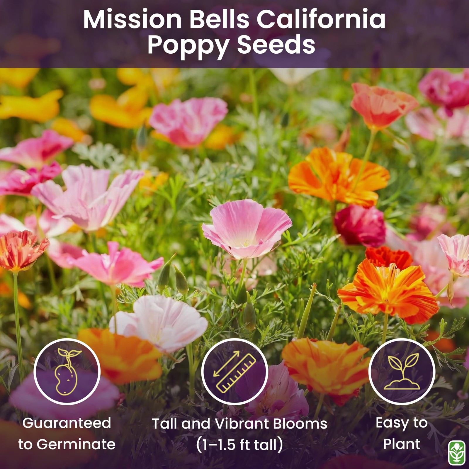 California Poppy Seeds for Planting – 3,200 Fresh Seeds – Mission Bells Mix -…