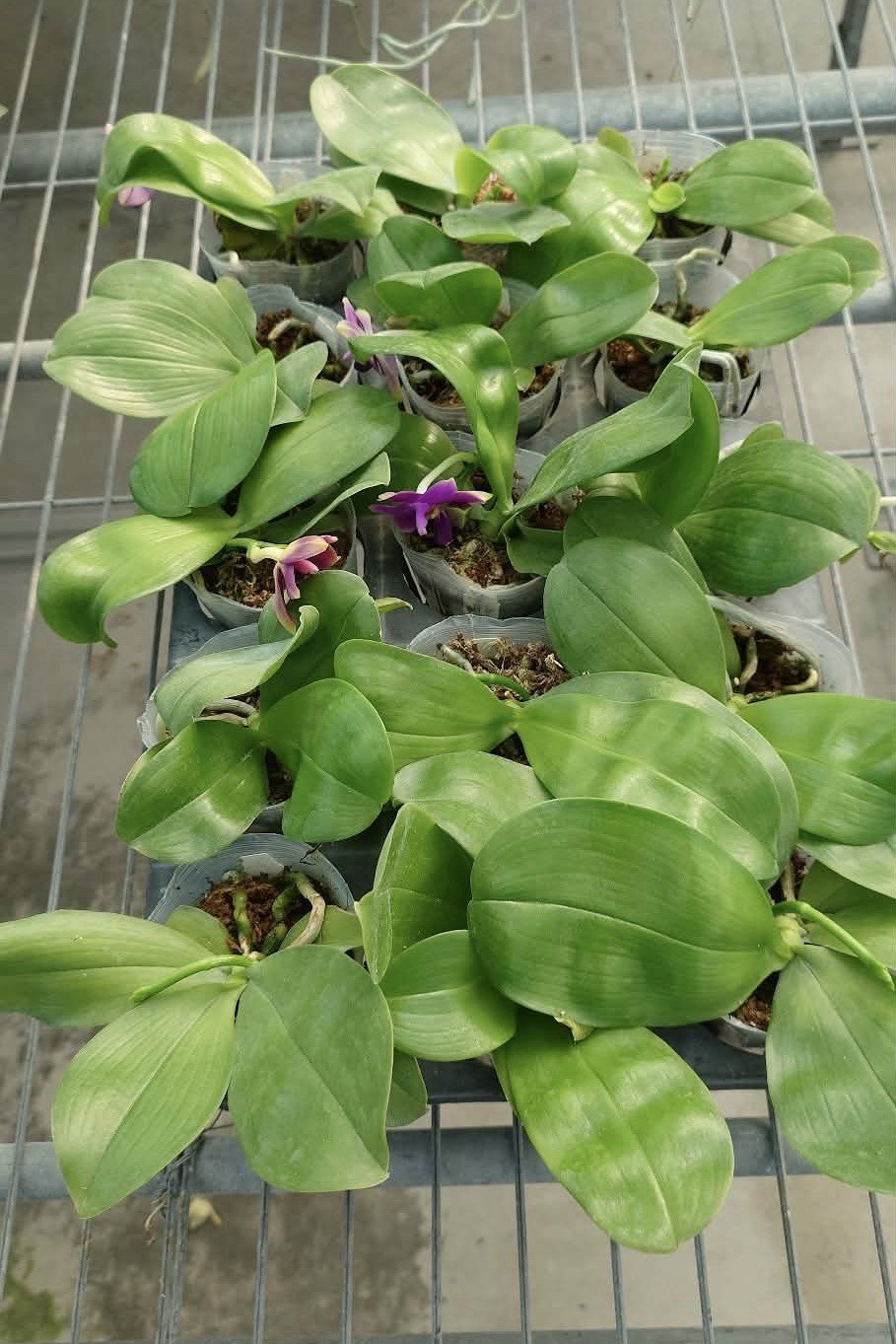 Phalaenopsis violacea indigo ‘Blue Diamond’