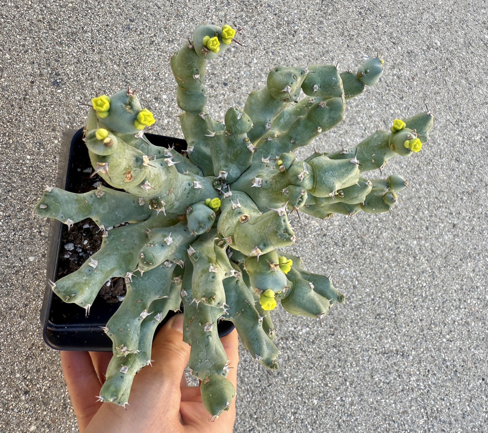 Rare Euphorbia – Euphorbia clivicola (6″ pot)