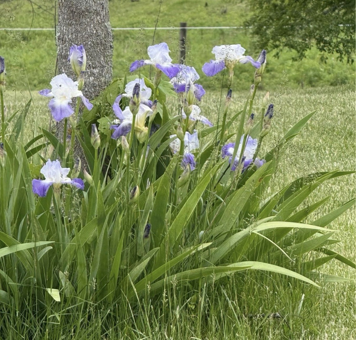 5 Tall Bearded Iris Rhizomes/Bulbs~MIXED COLORS Perennial Flower