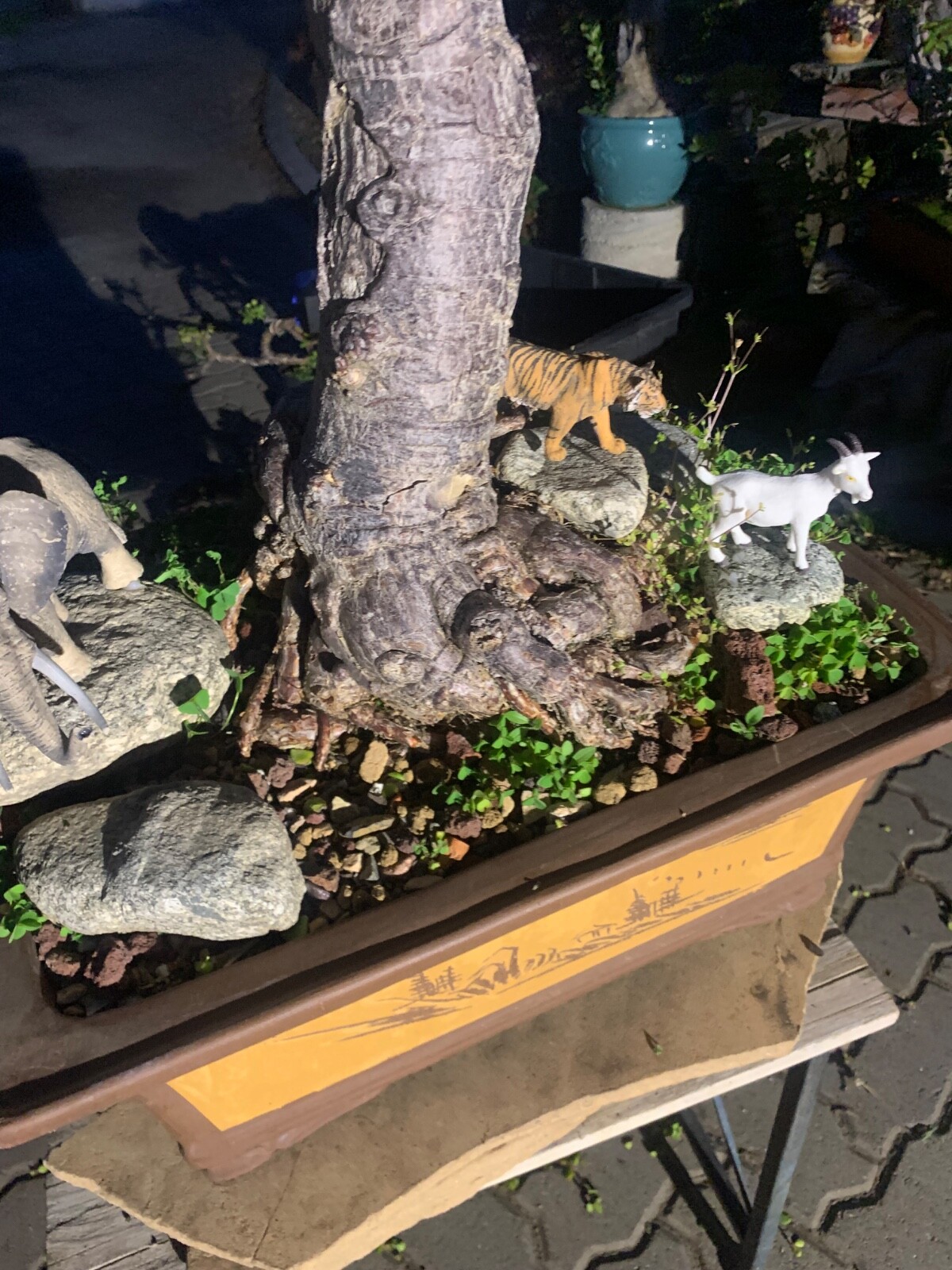 Portulacaria Afra Bonsai Tree Live Jade Indoor Succulent Elephant Bush 30″ Tall