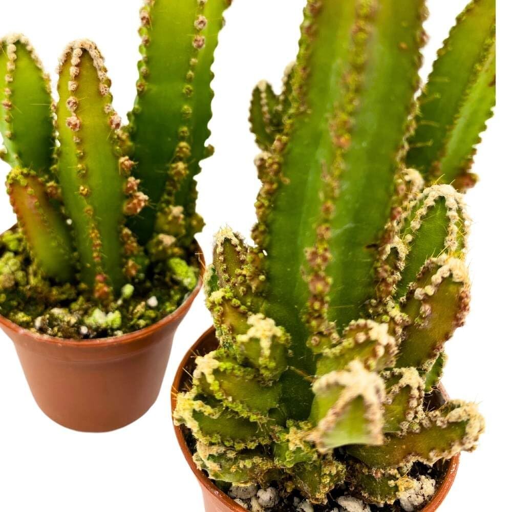 Fairy Castle Cactus, 2 inch Set of 3, Acanthocereus tetragonus Tiny Mini Pixie P