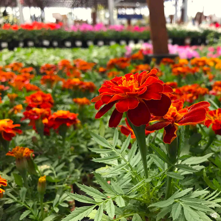 Red Cherry French Marigold Seeds | Dwarf Tagetes Flower Seed 2024 Fast Shipping