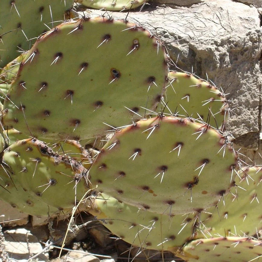 Prickly Pear Cactus ‘Grand Canyon’ (O. dulcis x) COLD HARDY