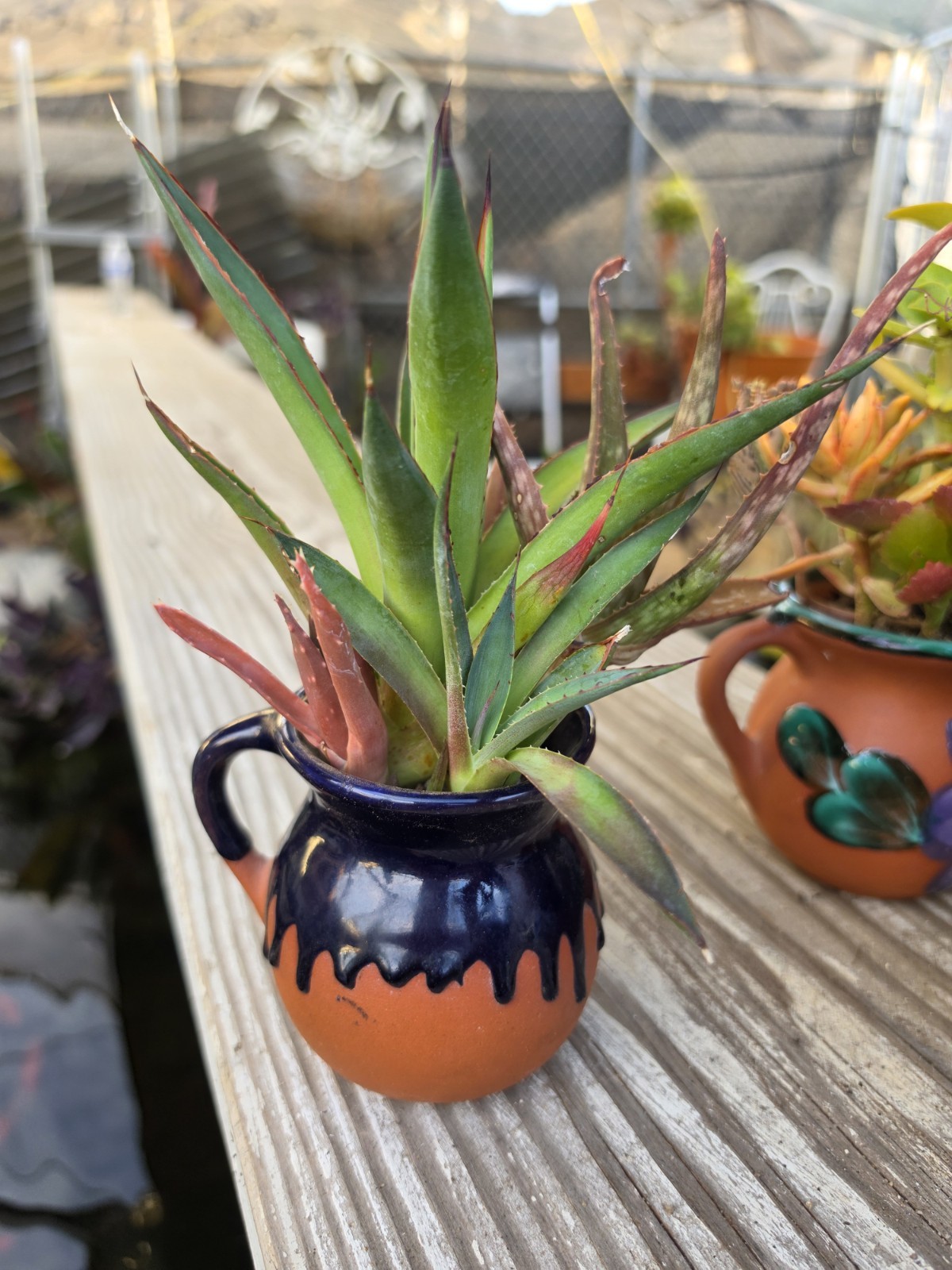 Set of 3 Live Succulent & Aloe Hand Painted Clay Pot Home Garden Decor RARE ART