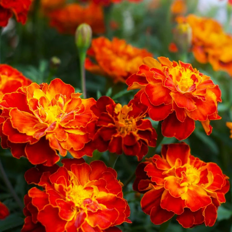 Red Cherry French Marigold Seeds | Dwarf Tagetes Flower Seed 2024 Fast Shipping