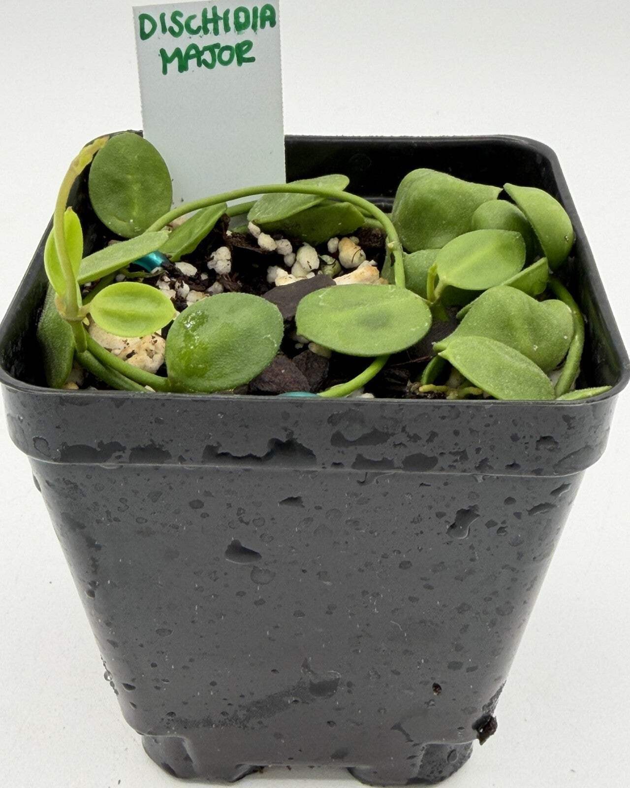 Dischidia major Rooted and growing! 3.5” Pot – Lots of Nodes!
