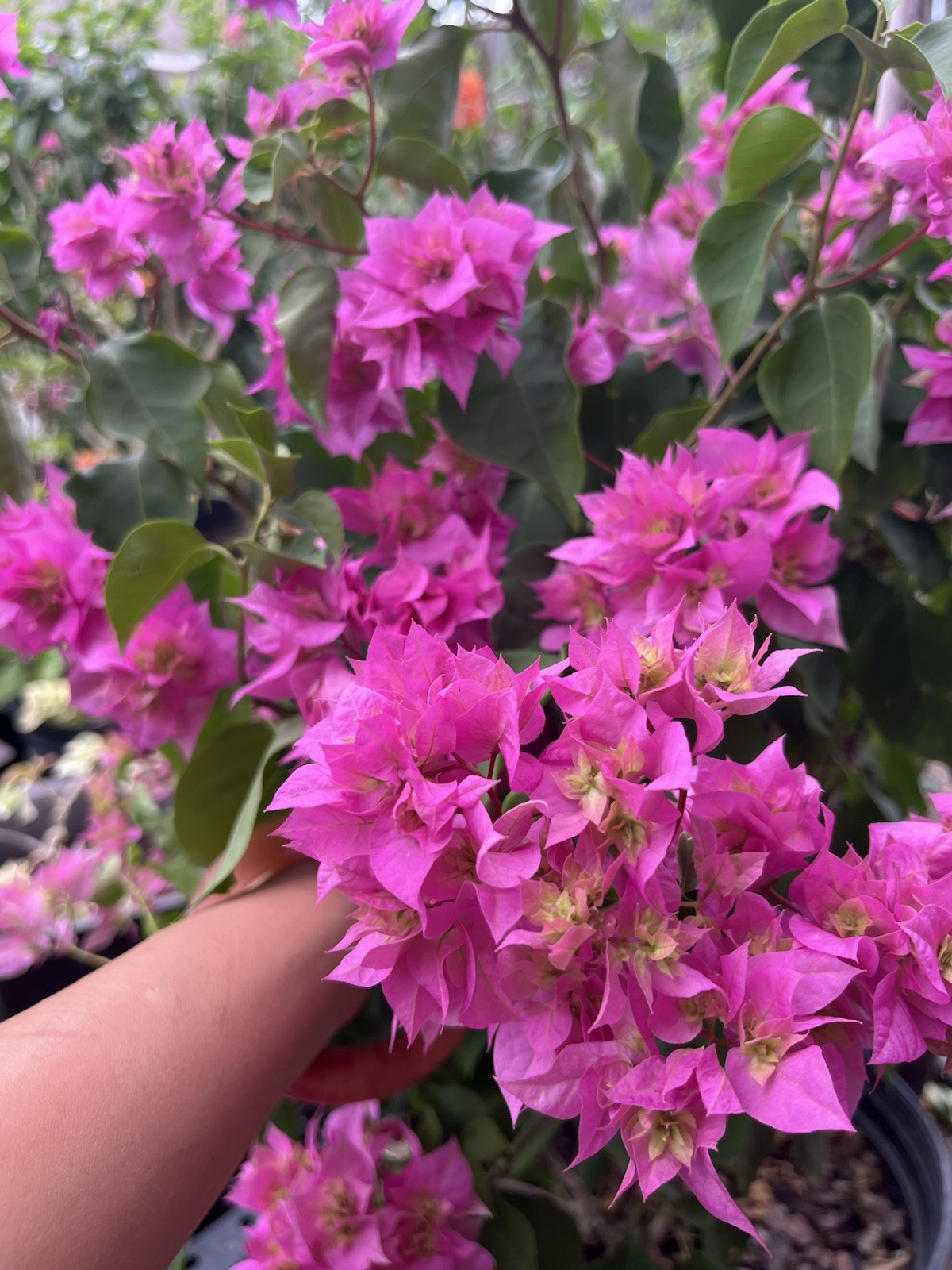 Doubld Petals Pink Bougainvillea 3 Gallon Pot 30 in Tall