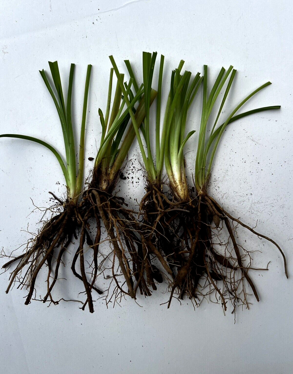 5 Daylily Perennial Mature Plant Divisions Drought Cold tolerant Waterlogged