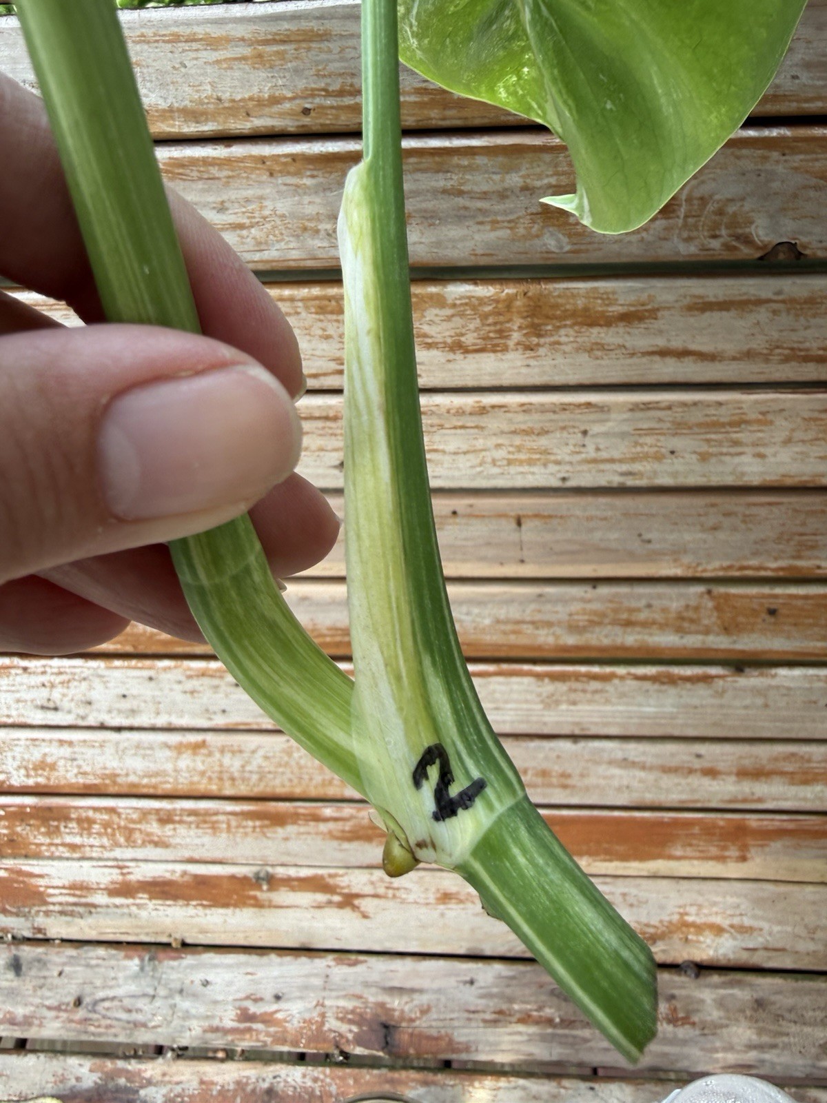 Monstera Albo Borsigiana Medium/low Variegated Cutting Plant 2 Top Cutting