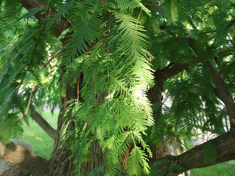 Dawn Redwood, Metasequoia glyptostroboides, Tree Seeds (Fast, Fall Color)