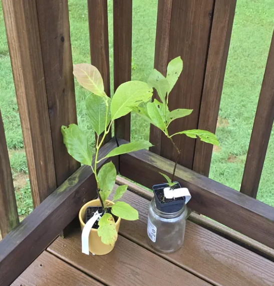 Yellow Bird Magnolia Plant – 6-12″ Tall – 2.5″ pot – Deciduous Tree Yellow Bloom
