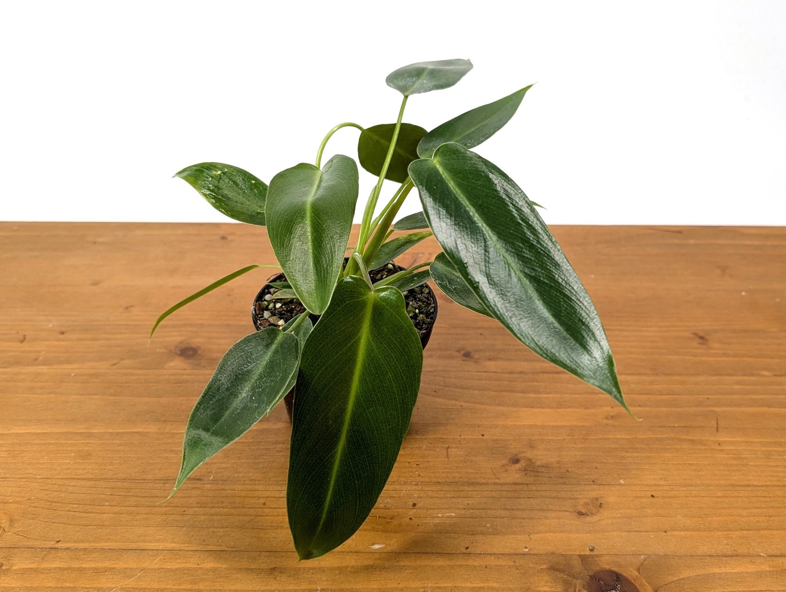 Philodendron Spiritus Sancti – 4 inch and 6 inch Pots – Rare Exotic Plant