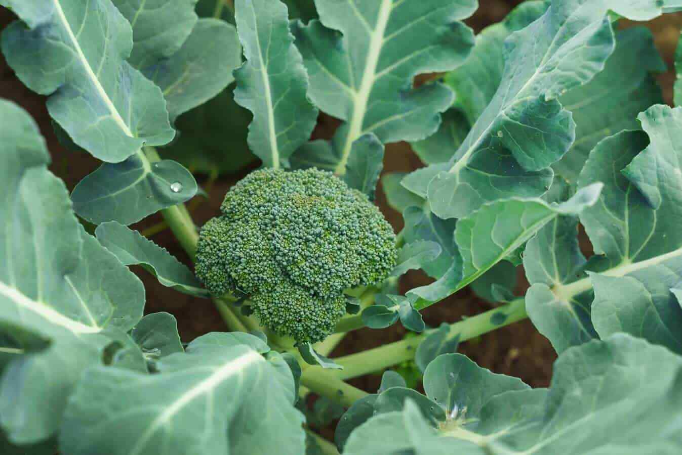 BROCCOLI SEEDS – DI CICCO – ORGANIC – HEIRLOOM – 1.gram