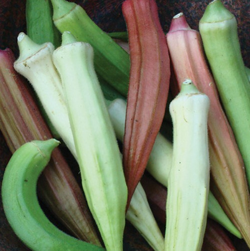 RAINBOW OKRA SEEDS MIX 30+ summer VEGETABLE garden ASIAN CULINARY FREE SHIPPING