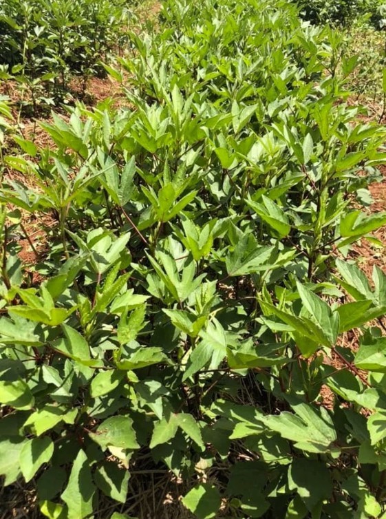 New 2026 Roselle/Gongura/Hibiscus sabdariffa – 40Seeds per packet -Free shipping