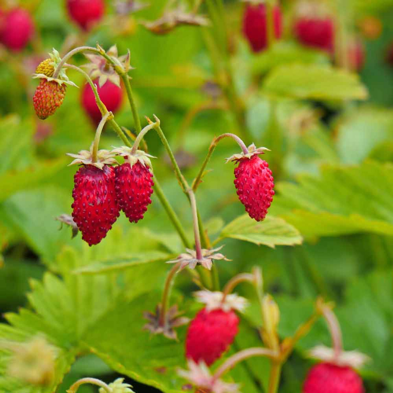 100 ALPINE STRAWBERRY Fragaria Vesca Fruit White Flower Seeds
