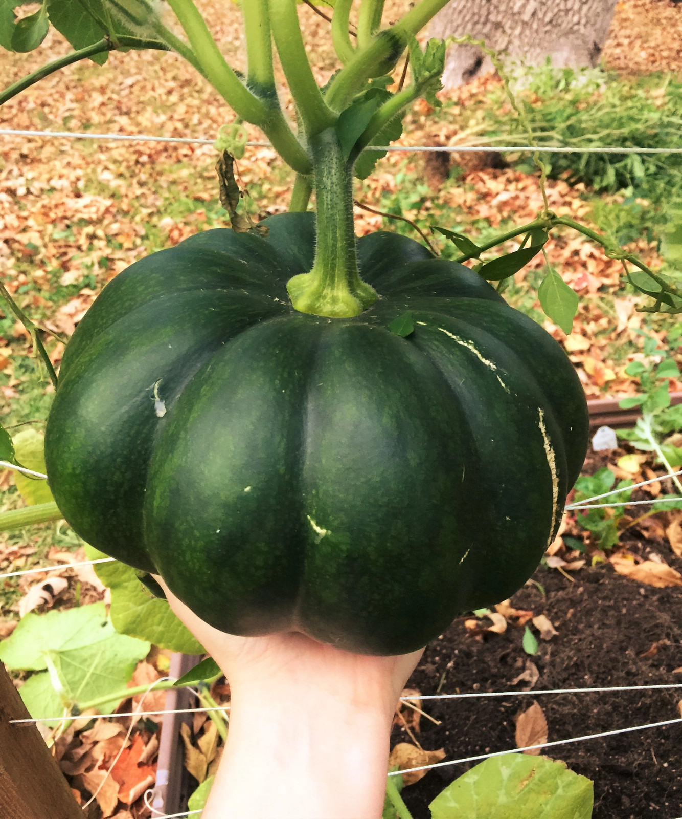 Fairytale Pumpkin (Musqee de Provence) Seeds | Cinderella Pumpkins Seed 2024