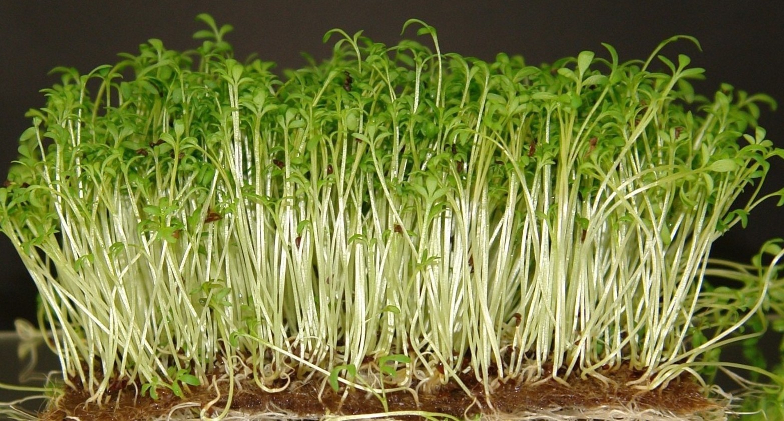 CURLED CRESS * 100 SEEDS* FRESH PEPPERY FLAVOR *