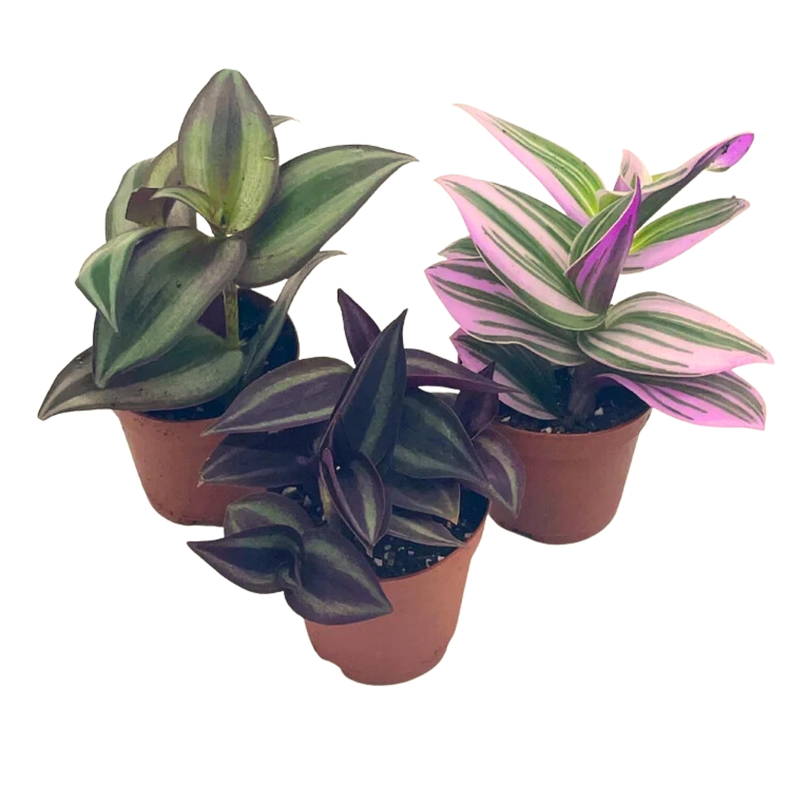 Wandering Jew Assortment, Tradescantia Variety, 2 inch, Set of 3 Tiny Mini Pixie