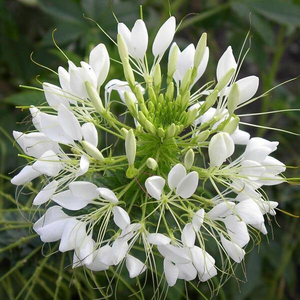 White Queen Cleome Seeds | 100 – 2,000 Seeds | Non-GMO | Free Shipping | 1260
