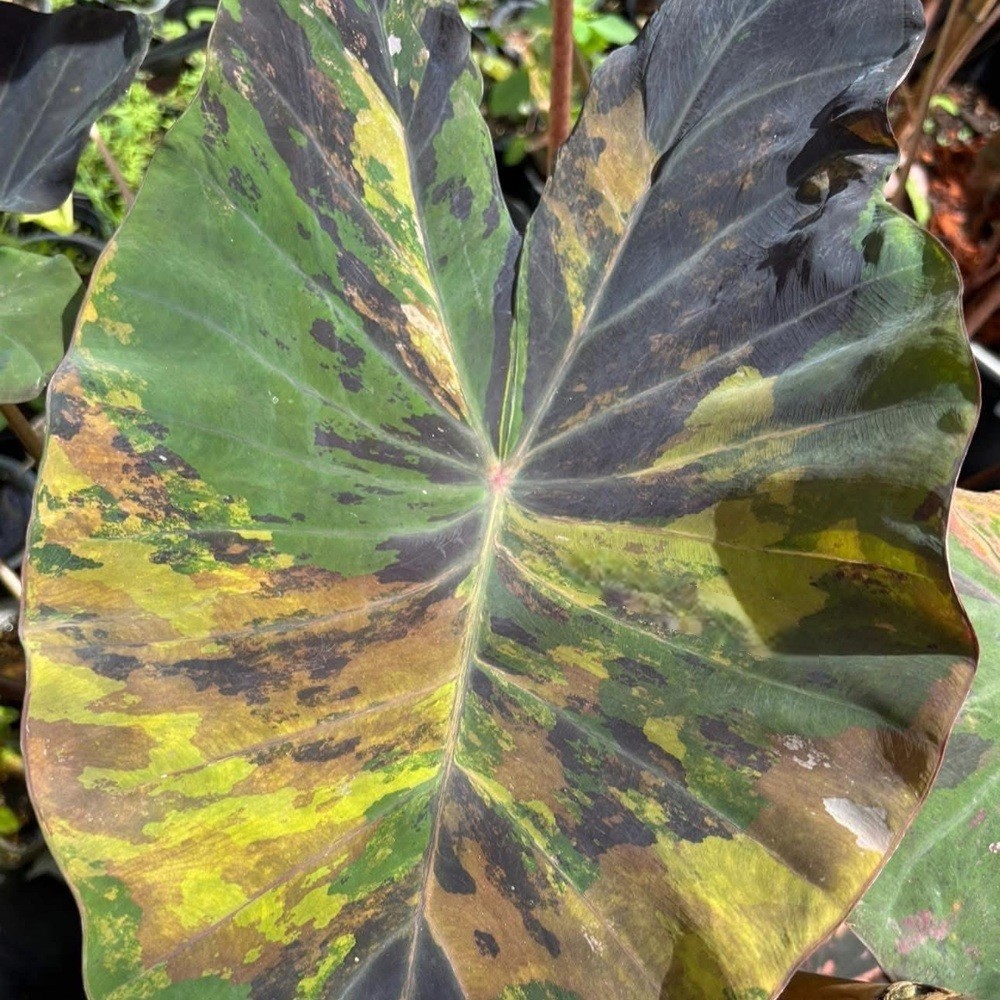 Colocasia Variegated Bulb Elephant Ear Episode One Tuber New Hybrid RARE