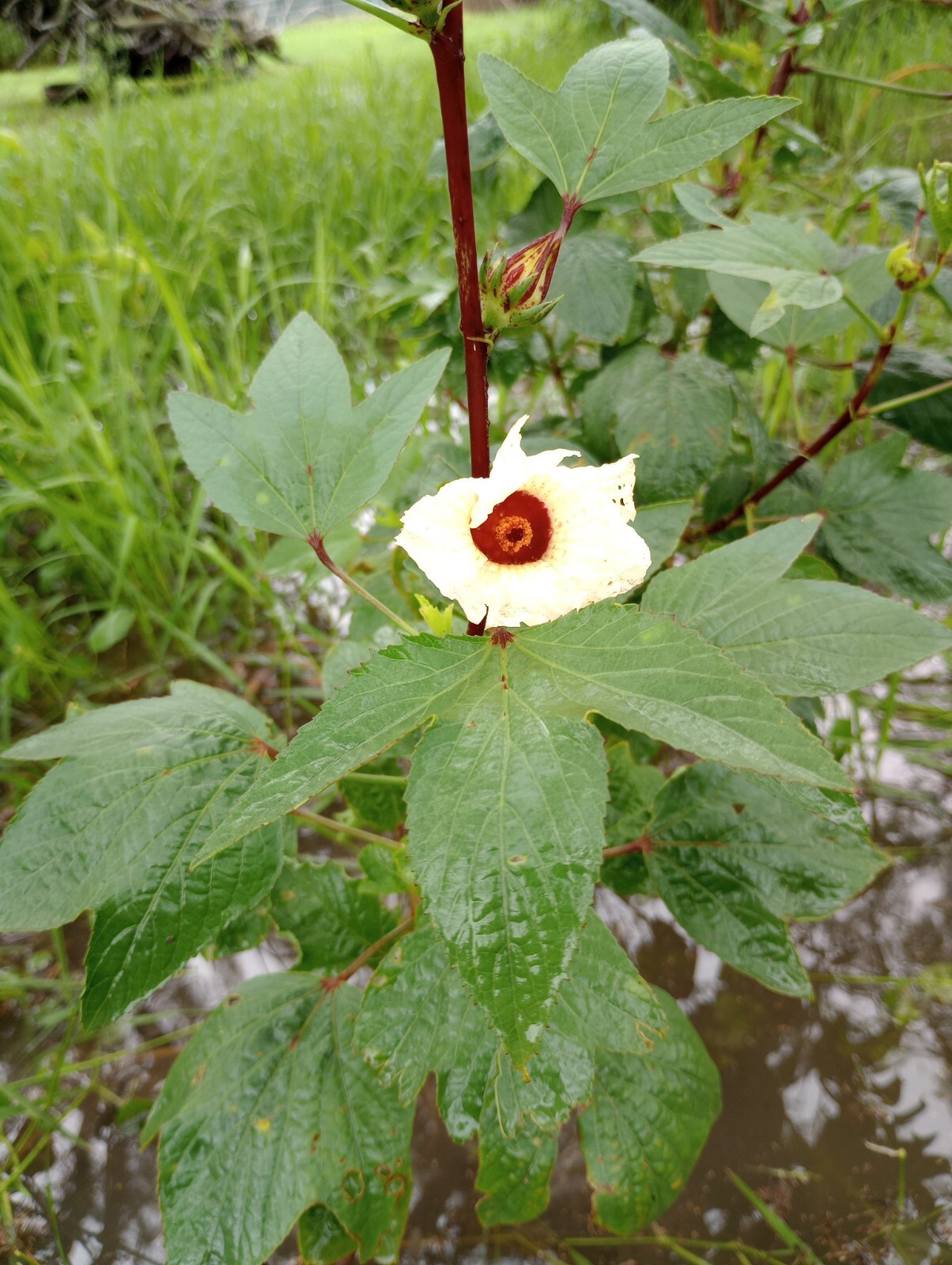 25 Roselle Seeds aka Jamaica, Hibiscus sabdariffa, White flower, Makes Tea
