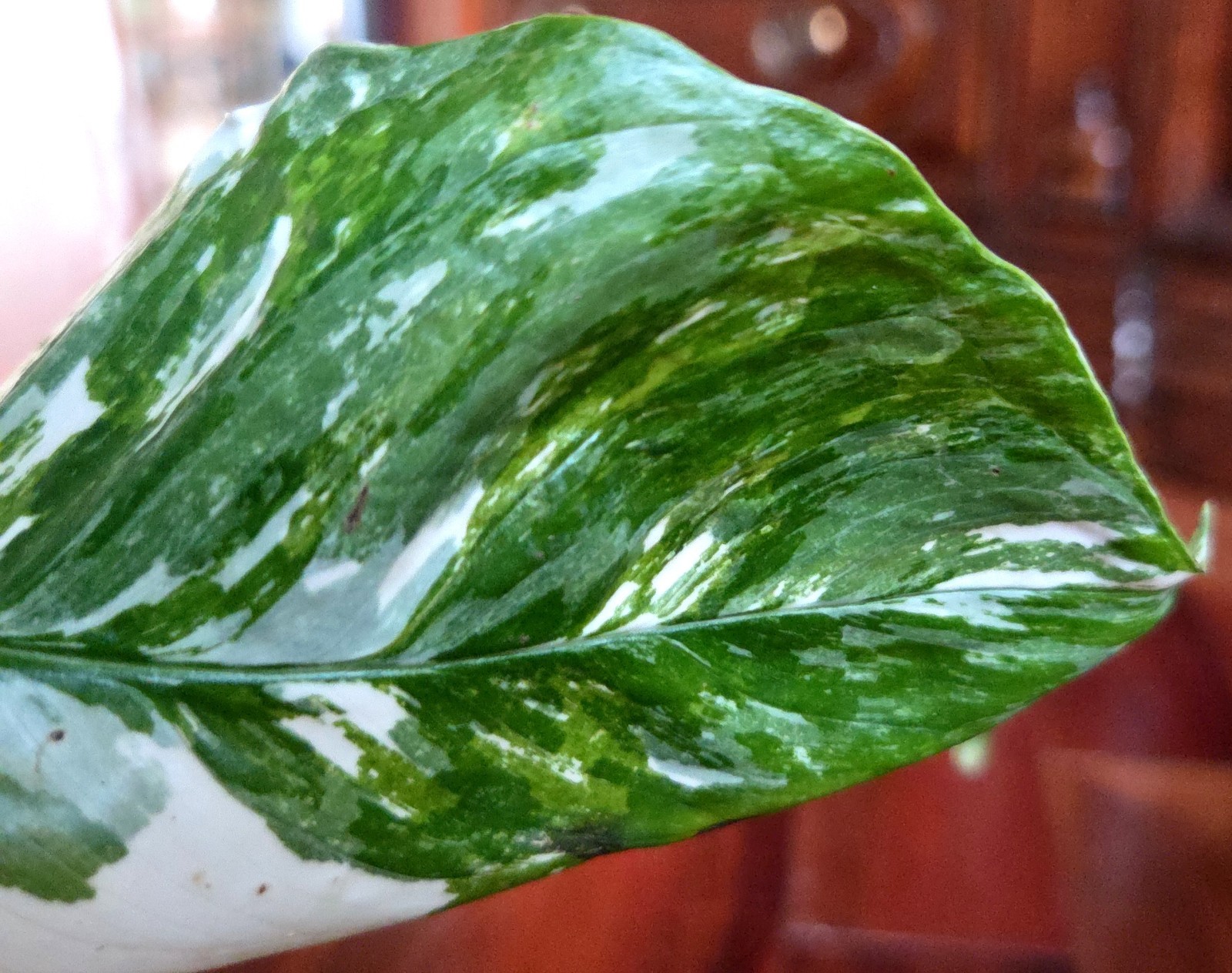 Rare Monstera Lechleriana Albo variegated 17″Tall Not Philodendron Anthurium