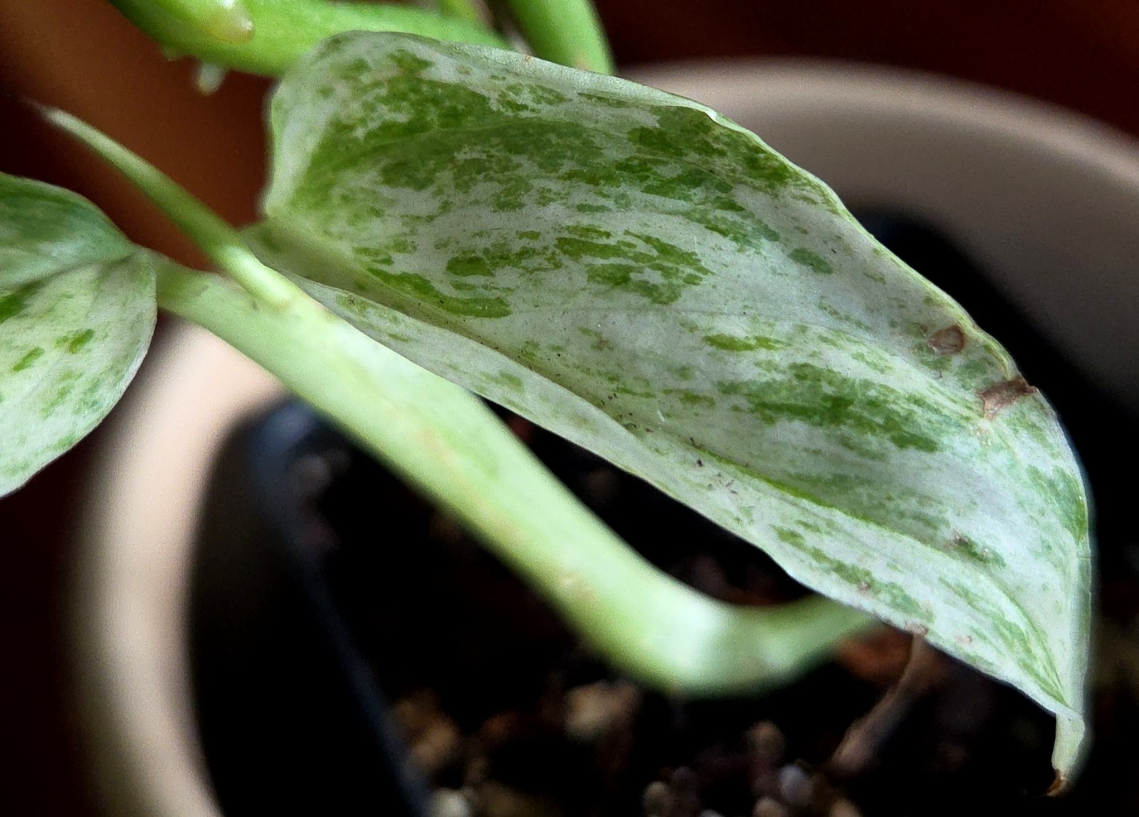 Rare Monstera Laniata Mint 11″ Tall 2 Plants Aroid Not Philodendron Anthurium