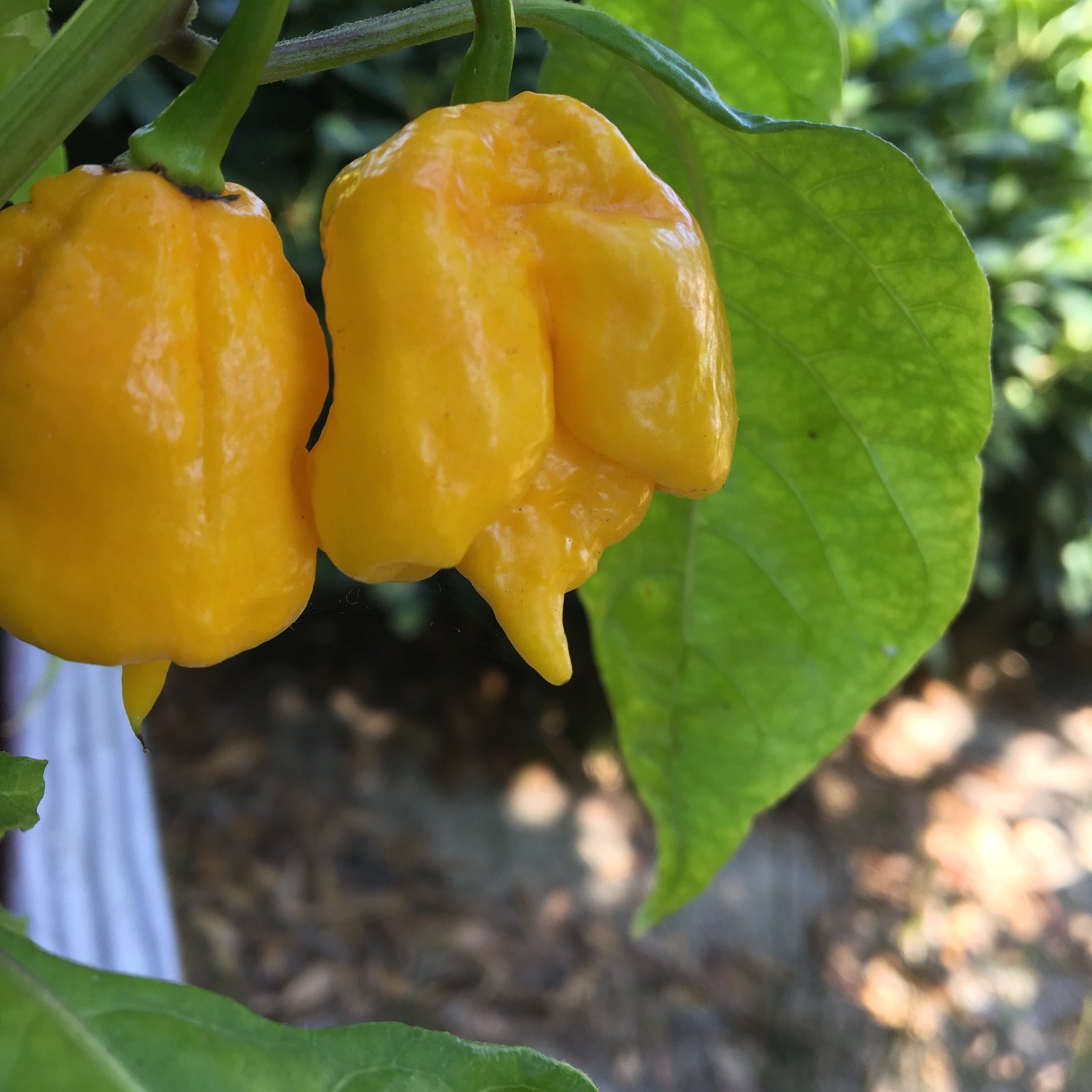 10+ Yellow 7 Pot Primo Pepper Seeds (hot chili, chile) | Hotter than Ghost