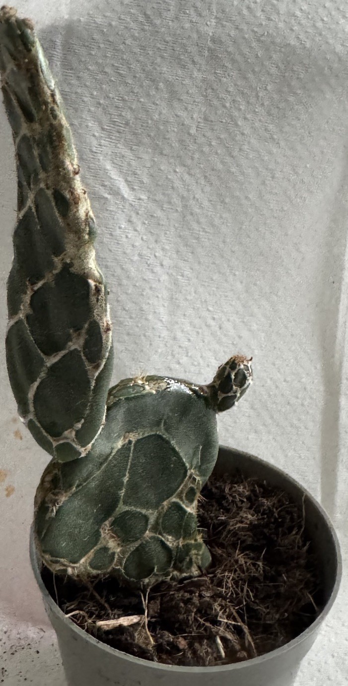 Rare Succulent Opuntia zebrina (Cobra) Live Succulents 5-6’ In Small Plastic Pot