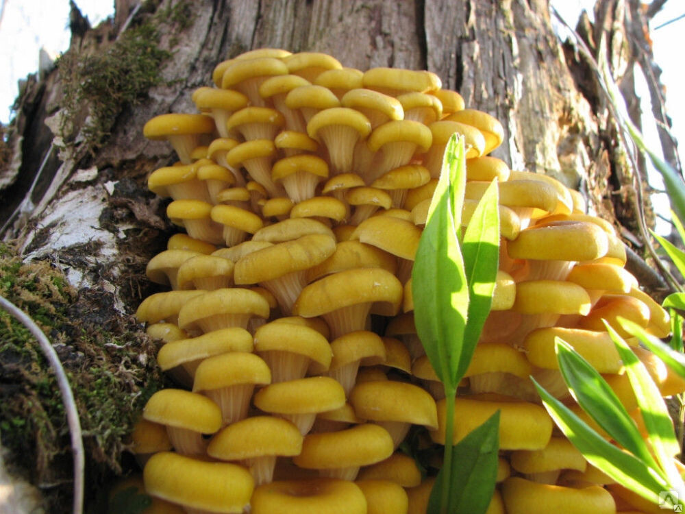 Seeds Mushroom Oyster Lemon Mycelium Spores Organic Non GMO Ukraine