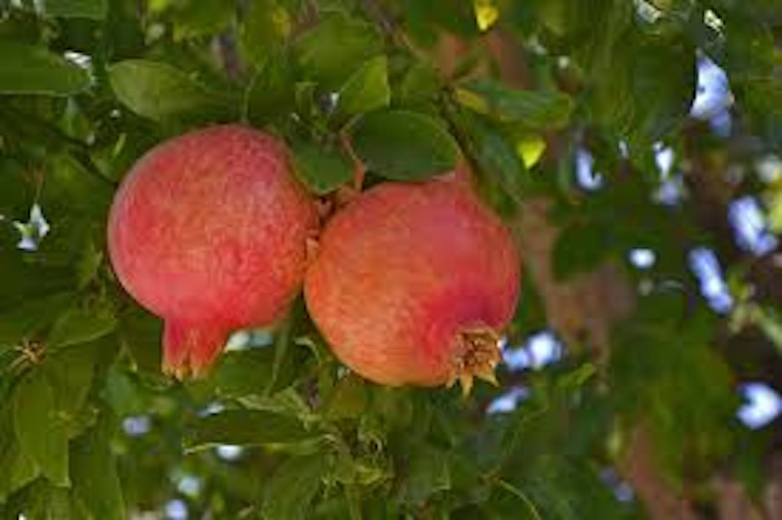 1 Pomegranate ‘Wonderful’ Starter Plant Punica granatum