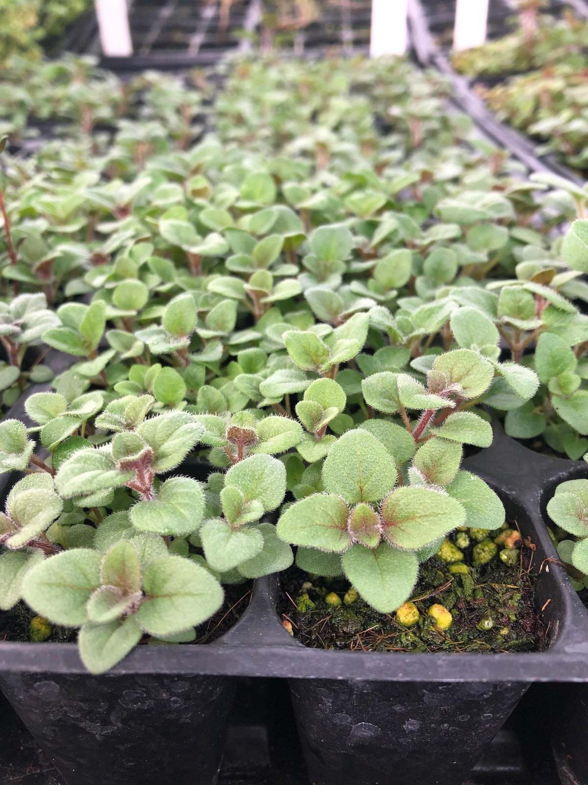 Oregano Live Plant – Seedlings/Plugs and Plants – 3″- 12″ tall – 30-60+ days old