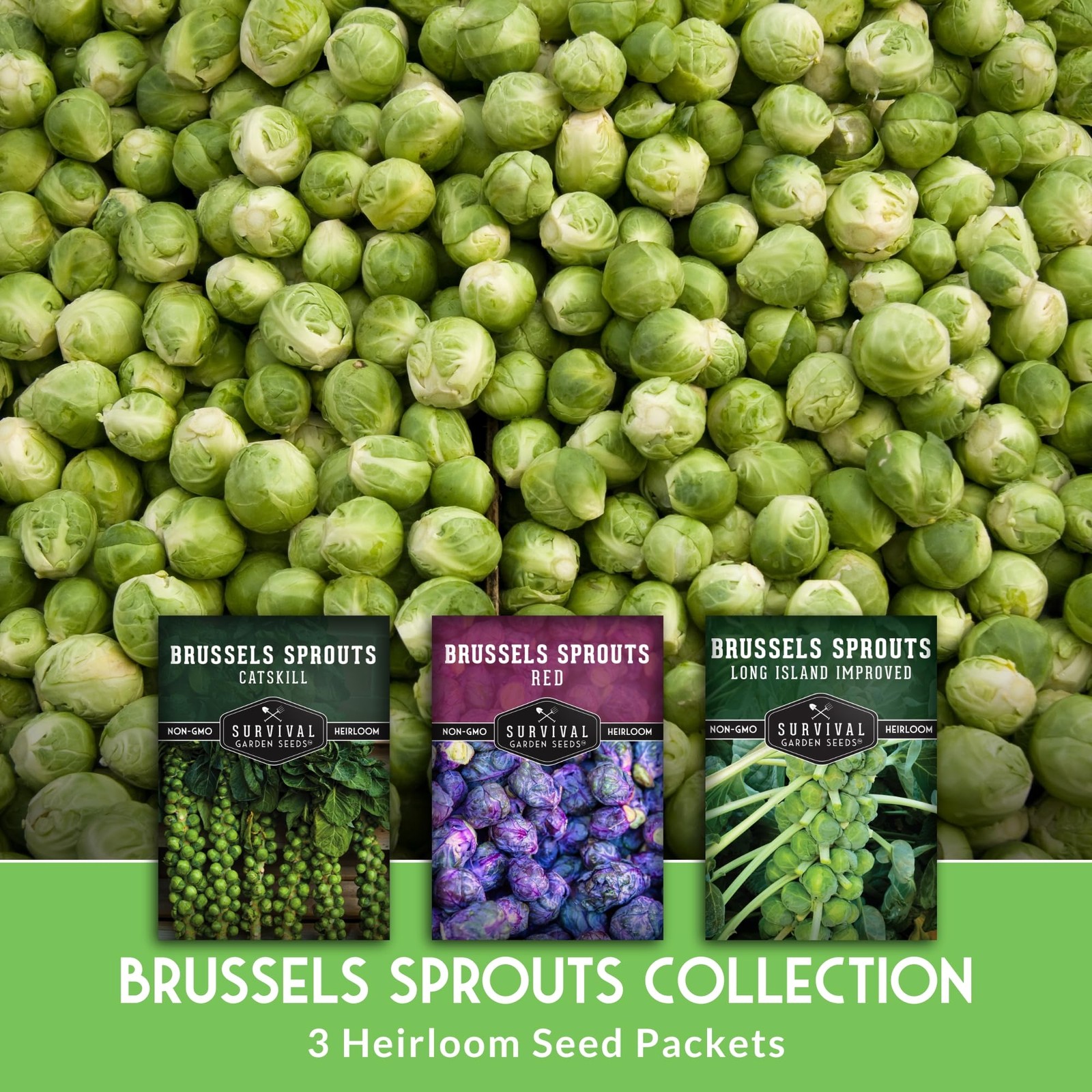 Brussels Sprouts Seeds 3 Variety Pack for Planting | Red, green, purple