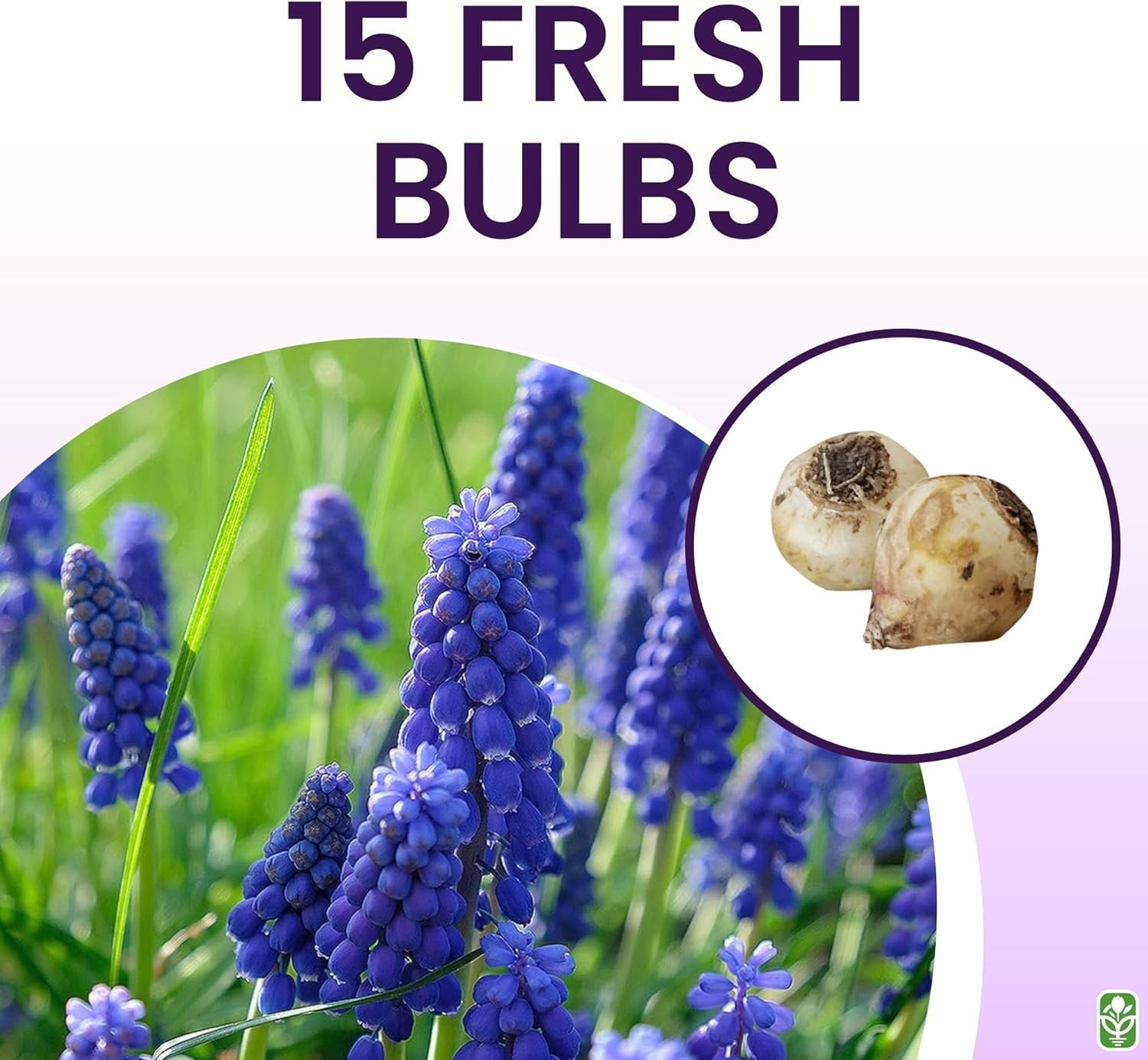 15 Pet-Friendly Grape Hyacinth Bulbs – Vibrant Blue Flowers for Spring