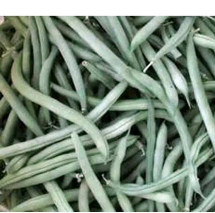 1/4 Pound Strike Bush Green Bean Seeds, NON-GMO,Organic Heavy Yields,