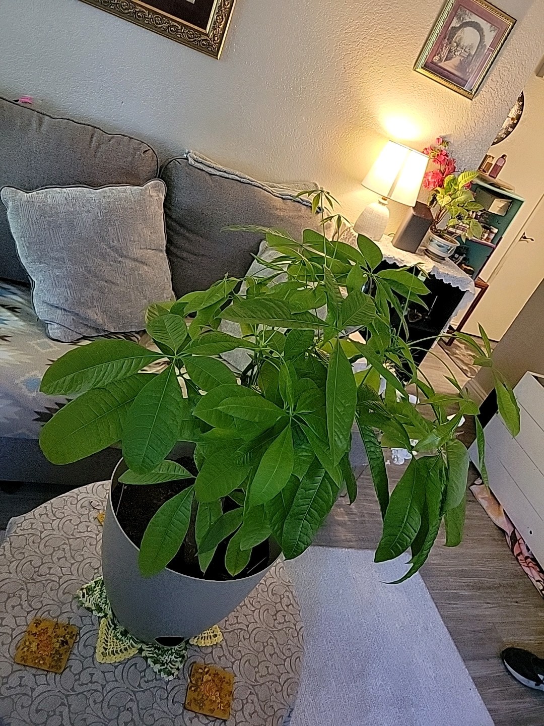 3ft Braided Trunk Money Tree (Pachira aquatica) Potted In Beige Pot