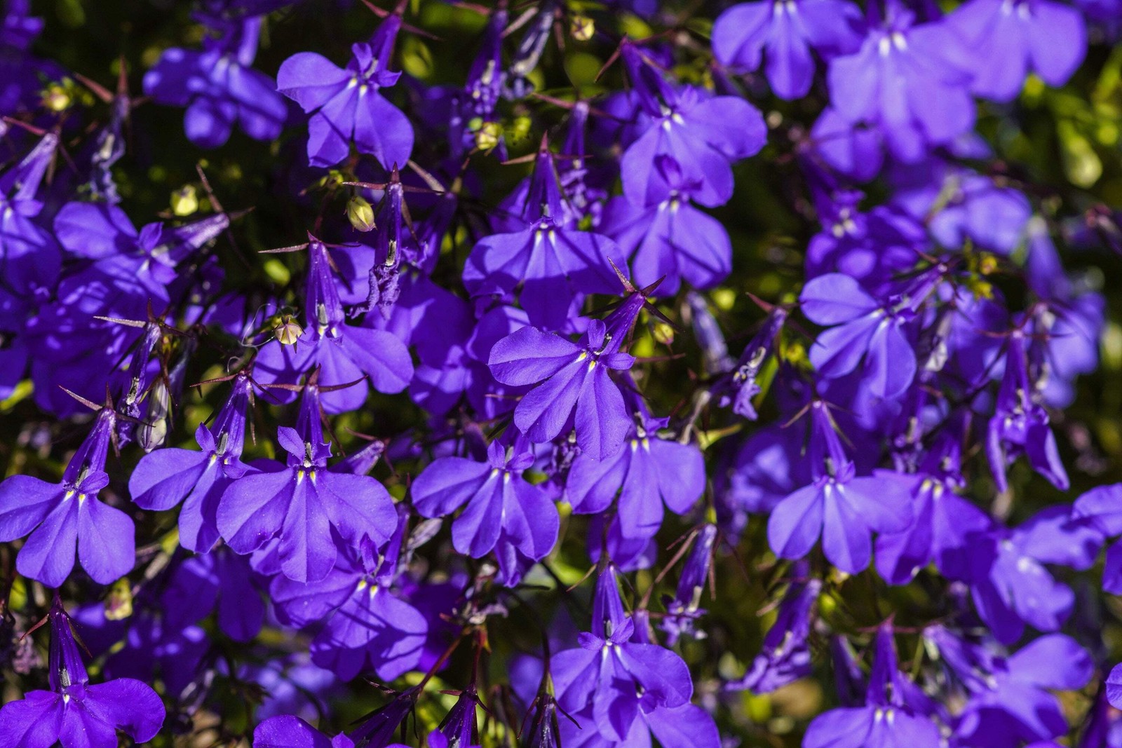 200 CRYSTAL PALACE Purple BLUE LOBELIA REGATTA Erinus Flower Seeds *Comb S/H