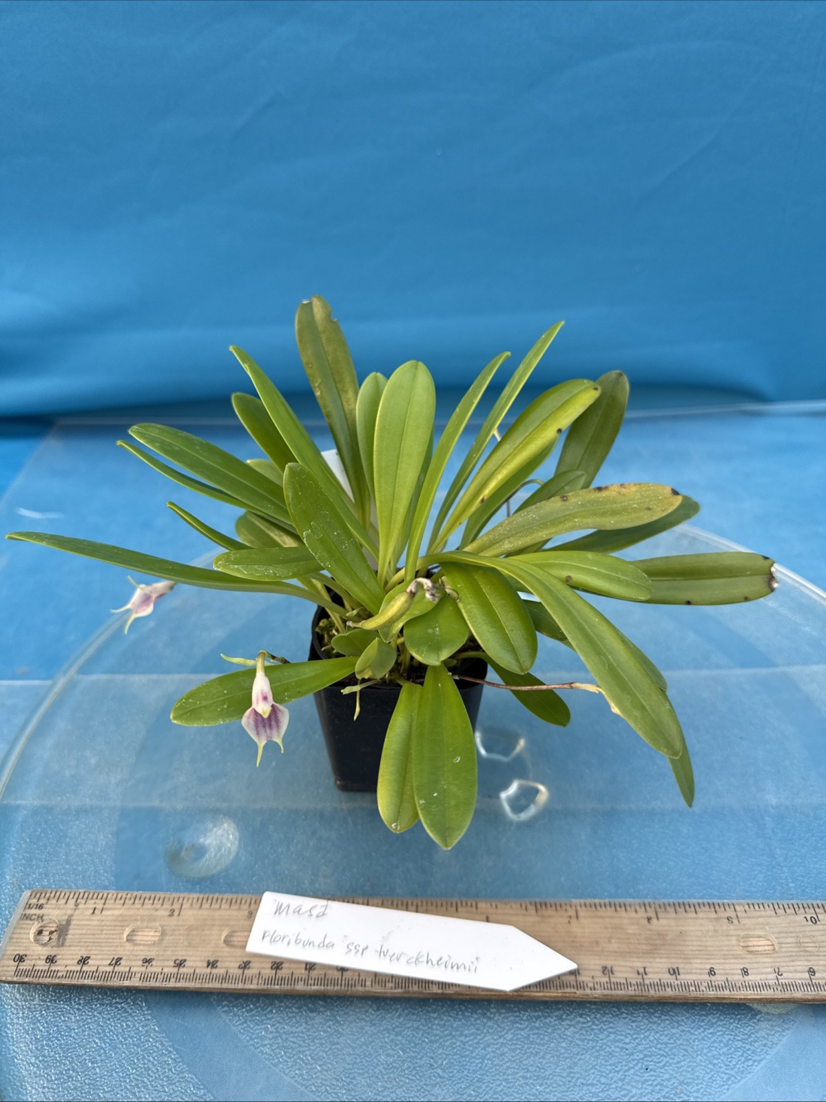Masdevallia floribunda Ssp Tuerckheimii Yellow Pink BS Orchid 2.5” Pot (CJ16)