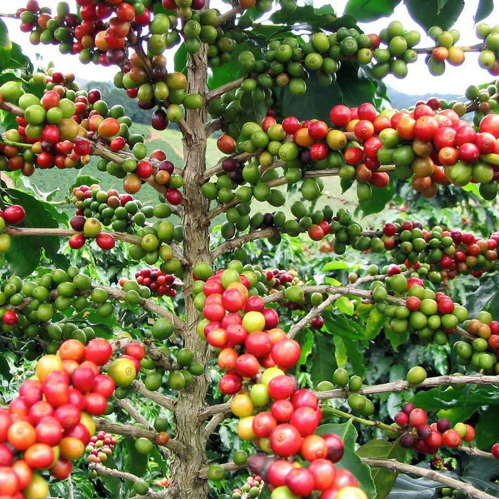 Live Plant Arabica Coffee Bean 3″ Pot Grow & Brew Your Own Coffee Beans