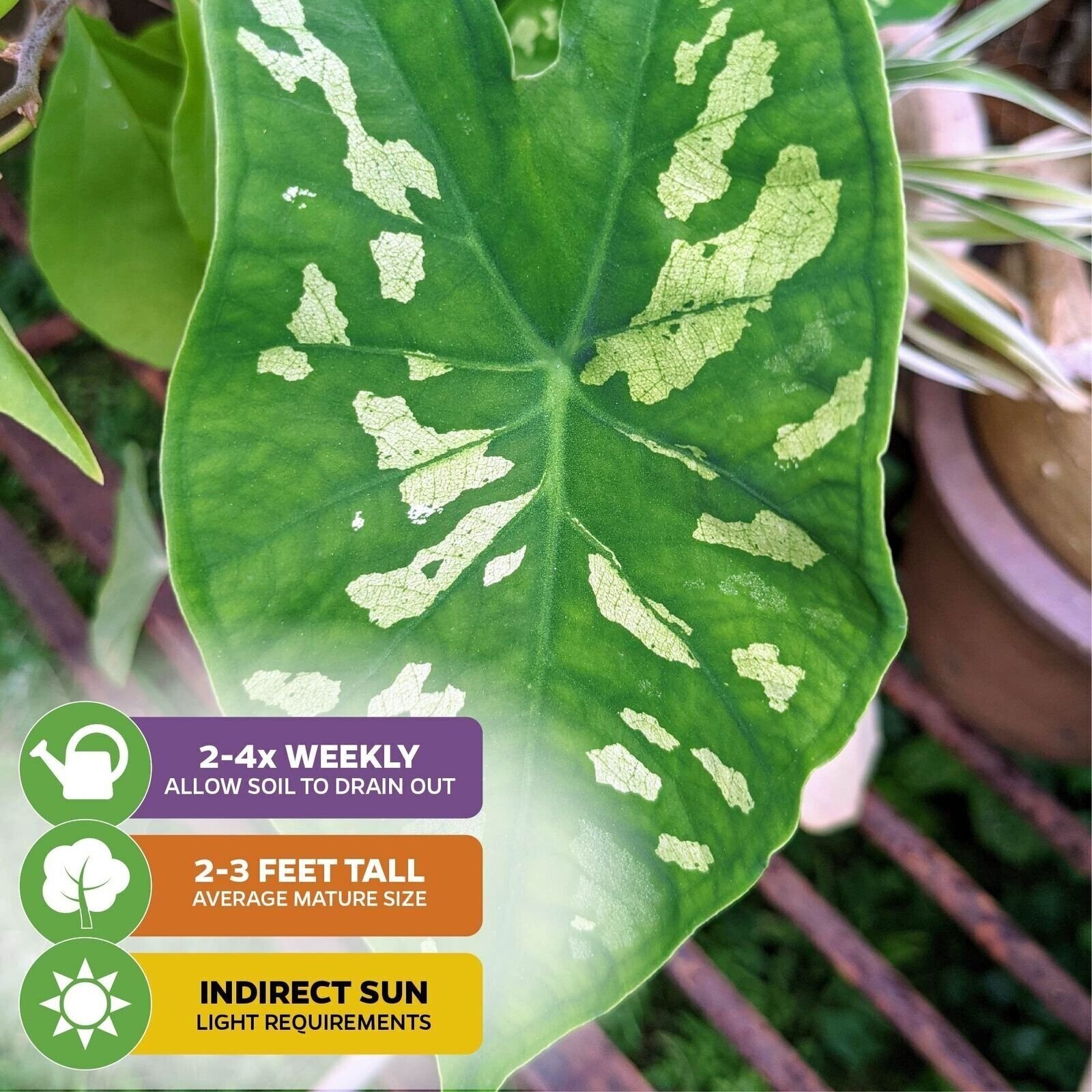 Hilo Beauty Elephant Ear – Alocasia – Live Plant