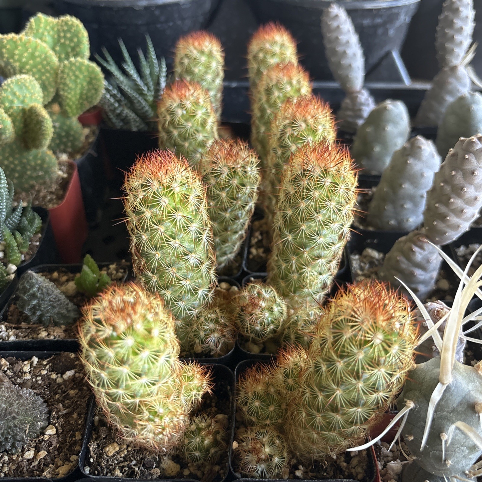 Mammillaria Elongata ‘Goldilocks’, Comes in a 2.5″ pot