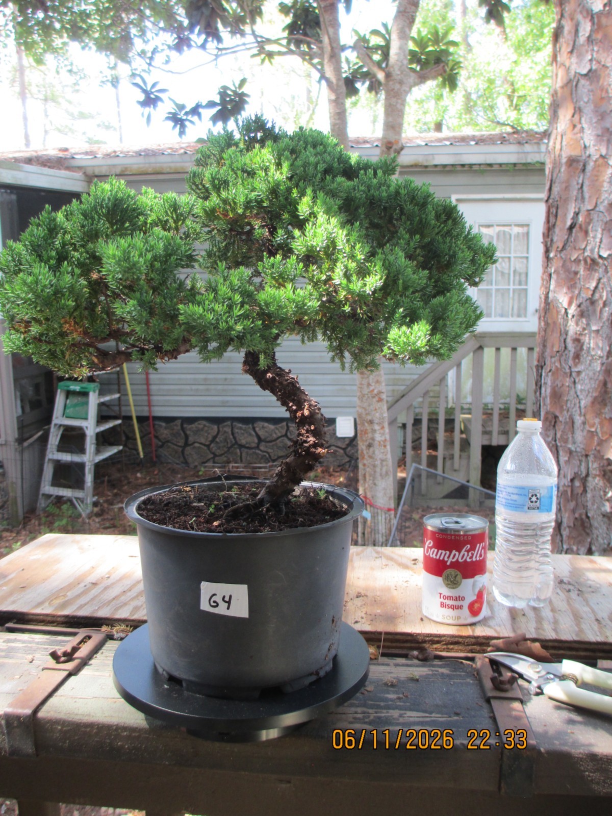 SPECIMEN BONSAI TREE JUNIPER PROCUMBENS NANA/G4