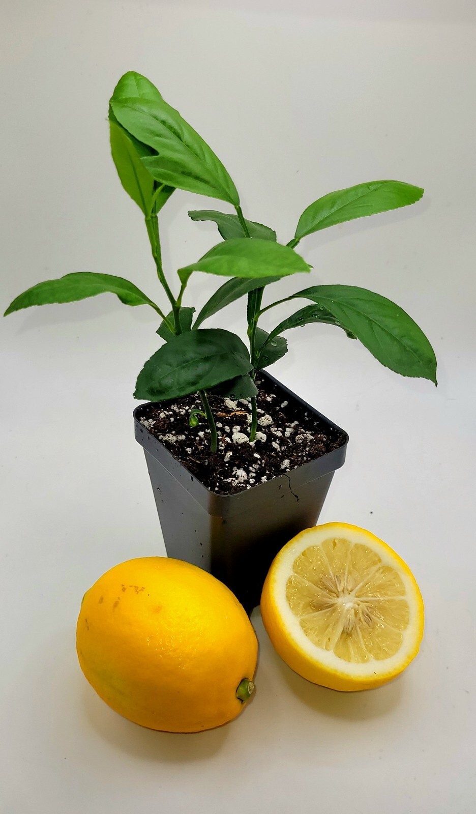 Pot of 2 Meyer lemon seedlings, 3-5 inches tall