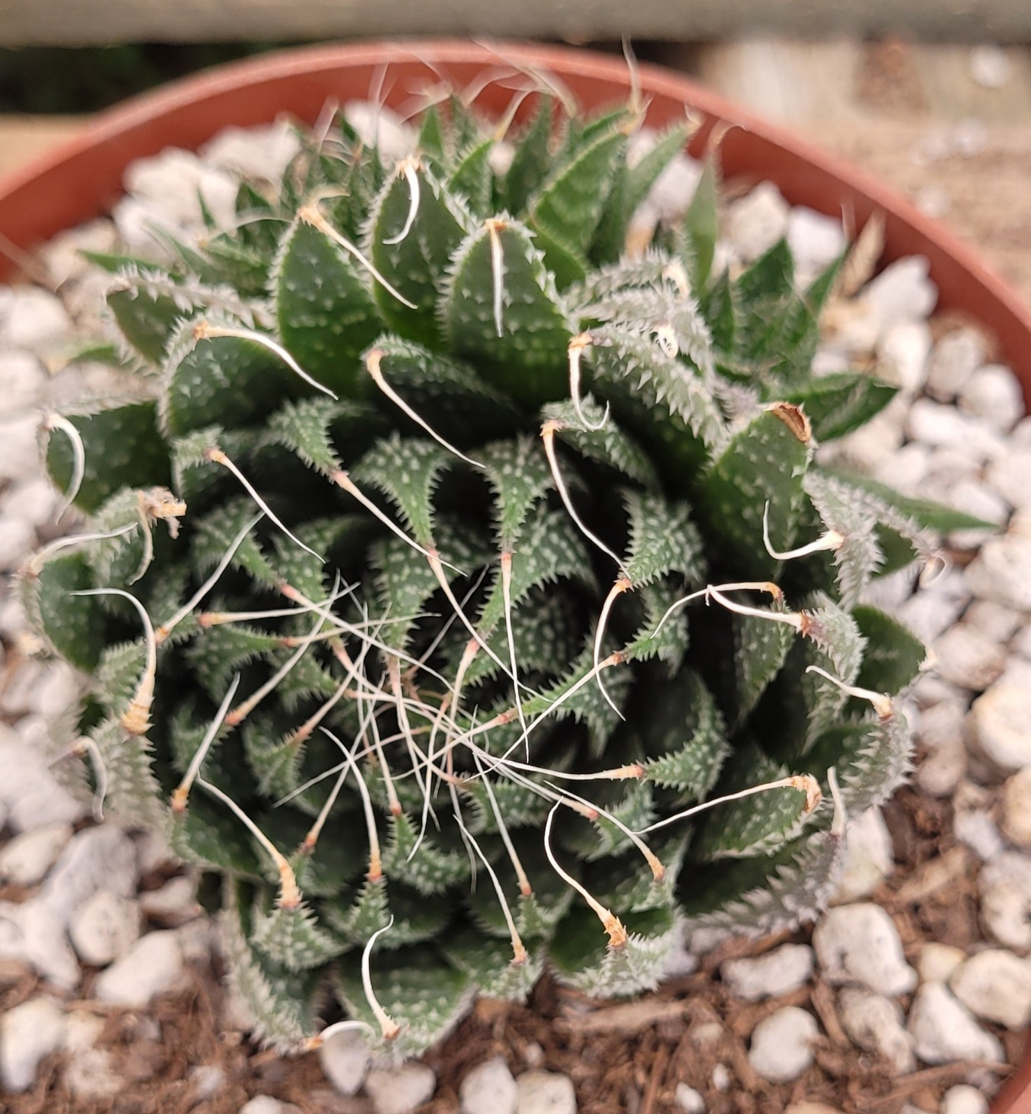 Aloe Aristata ‘Lace Aloe’ 2.5″ Tall 2 Offsets – Bare Root