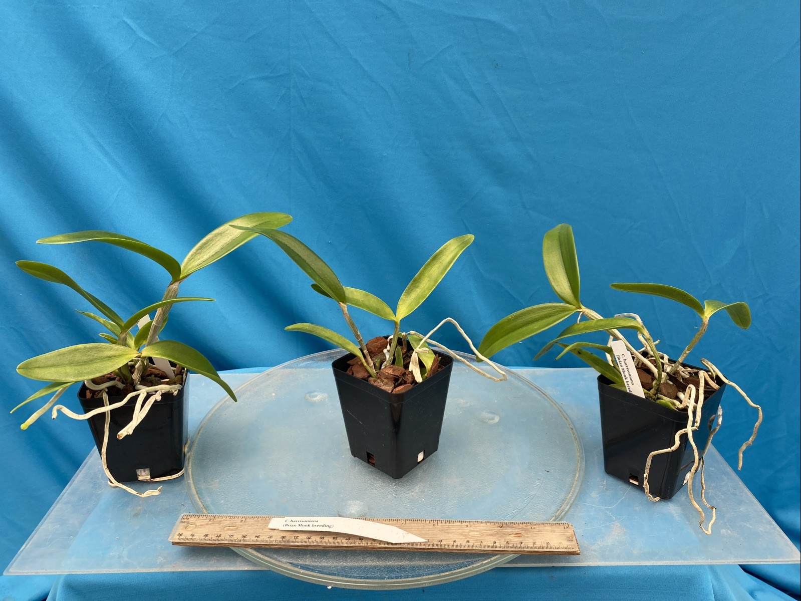 Cattleya harrisoniana Pink White NBS Summer Bloom Seedling Orchid Species 4” Pot
