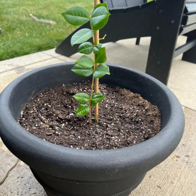 Yellow Surinam Cherry Live Plant – 4-6″ Tall – Fruit Tree for Fresh Eating