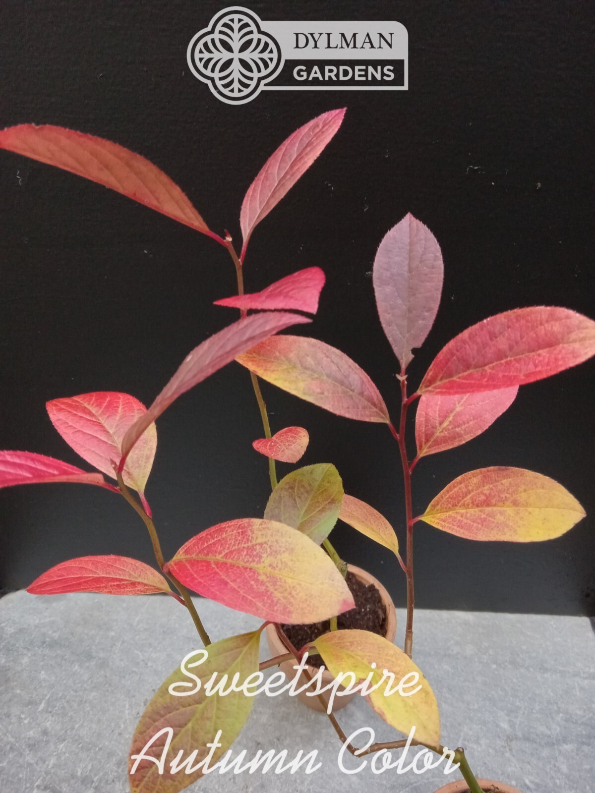 Sweetspire (Itea virginica) – Virginia Willow – Live Plant – Multiple Sizes